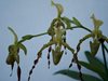 Paphiopedilum parishii 